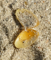 Donax vittatus