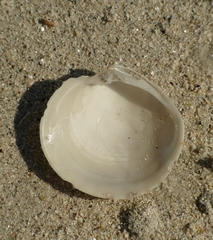Dosinia exoleta