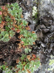 Potentilla elegans