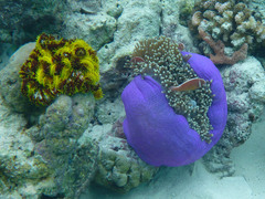 Heteractis magnifica