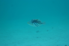 Rhinecanthus aculeatus