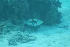 Rhinecanthus aculeatus