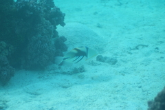 Rhinecanthus aculeatus