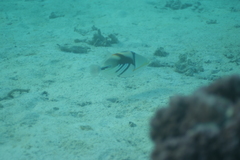 Rhinecanthus aculeatus