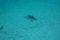 Rhinecanthus aculeatus