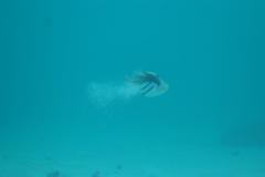 Rhinecanthus aculeatus