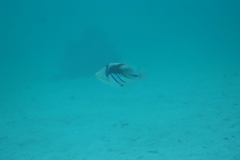 Rhinecanthus aculeatus