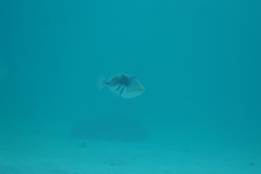 Rhinecanthus aculeatus