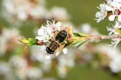Odontomyia decipiens