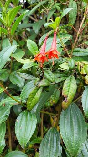 Fuchsia loxensis, photograph 6