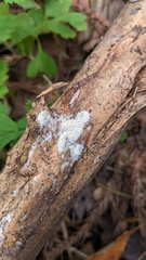 Agaricomycetes