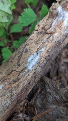 Agaricomycetes