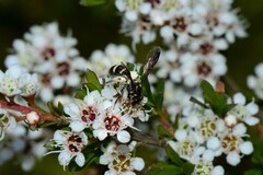 Lasioglossum peraustrale
