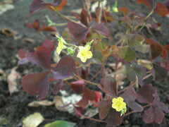 Oxalis stricta rufa