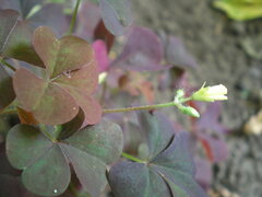 Oxalis stricta rufa