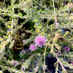Diastella divaricata divaricata