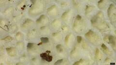 Agaricomycetes