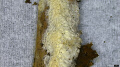 Agaricomycetes