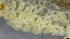 Agaricomycetes