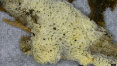 Agaricomycetes