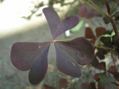 Oxalis stricta rufa