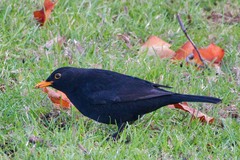 Turdus merula
