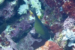 Pempheris vanicolensis