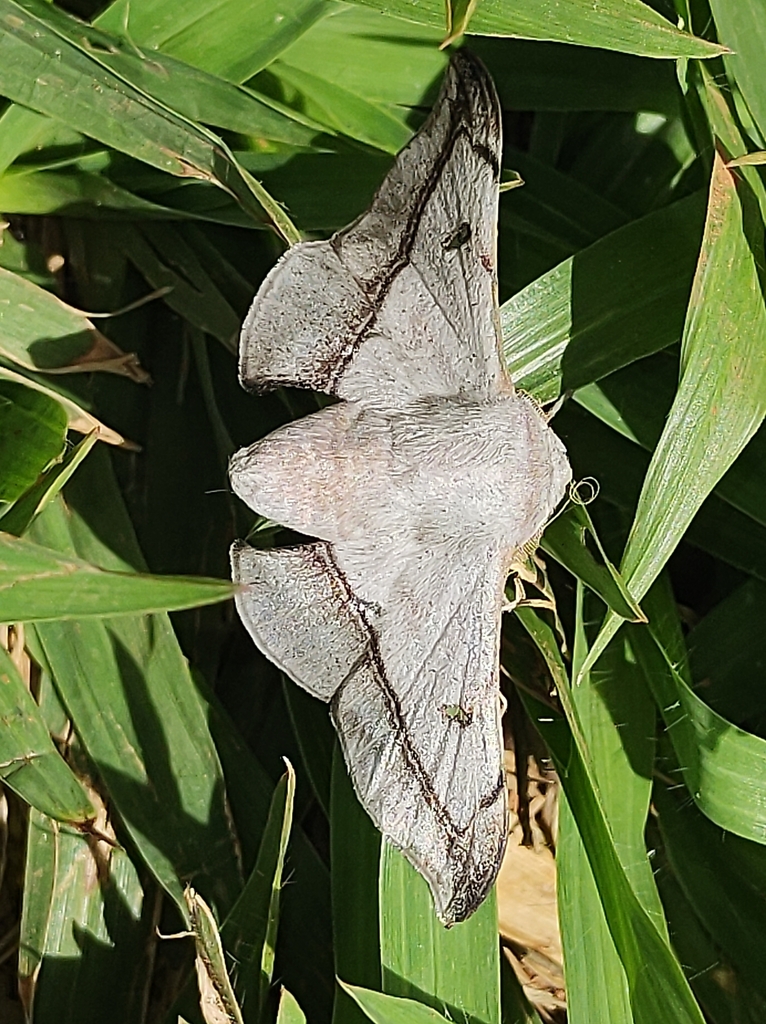 Gonogramma cerradensis