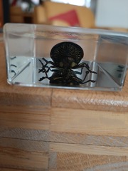 Sternocera
