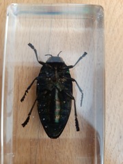 Sternocera