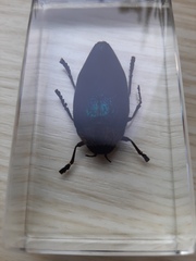 Sternocera