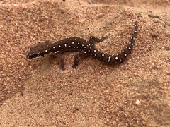 Pachydactylus geitje