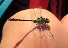 Ophiogomphus cecilia