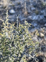 Condalia ericoides