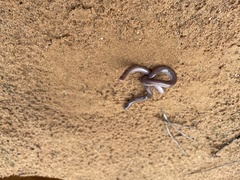 Rhinotyphlops lalandei