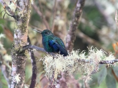 Pterophanes cyanopterus
