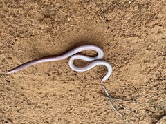 Rhinotyphlops lalandei