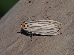 Tigrioides leucanioides