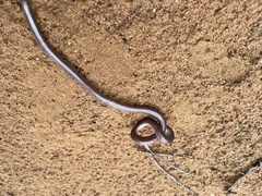 Rhinotyphlops lalandei