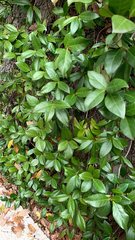 Trachelospermum asiaticum