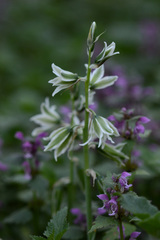 Ornithogalum boucheanum