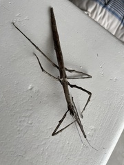 Bactrododema
