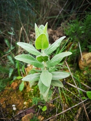 Cistus