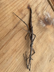 Bactrododema