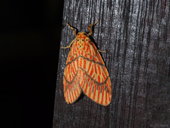 Barsine cornicornutata