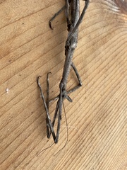 Bactrododema