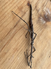 Bactrododema