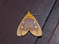 Asota javana
