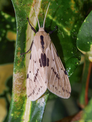 Spilosoma hypogopa