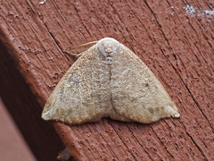 Arctornis plumbacea